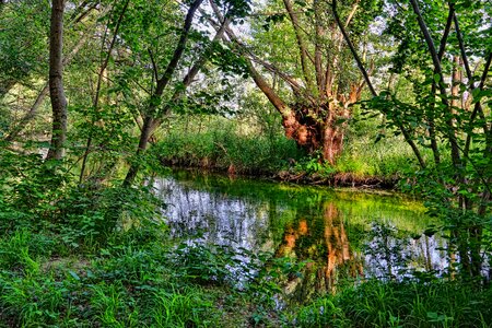 Forest landscape spring photo