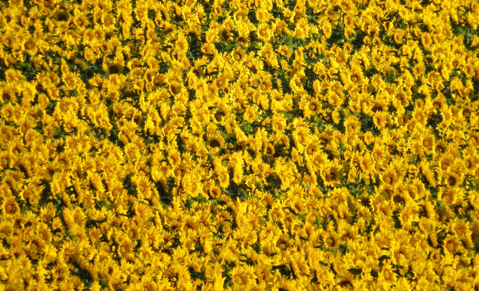 Sunflower bright sunny