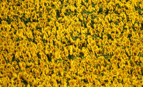 Sunflower bright sunny photo