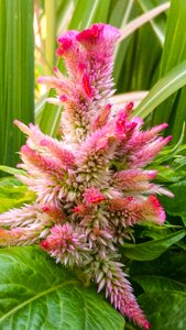 Plant nature blossom