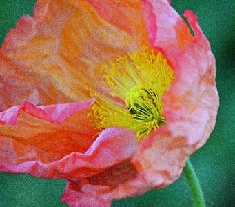 Pink blush yellow