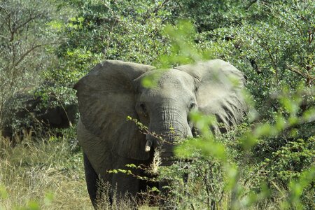 Elephant close up animal