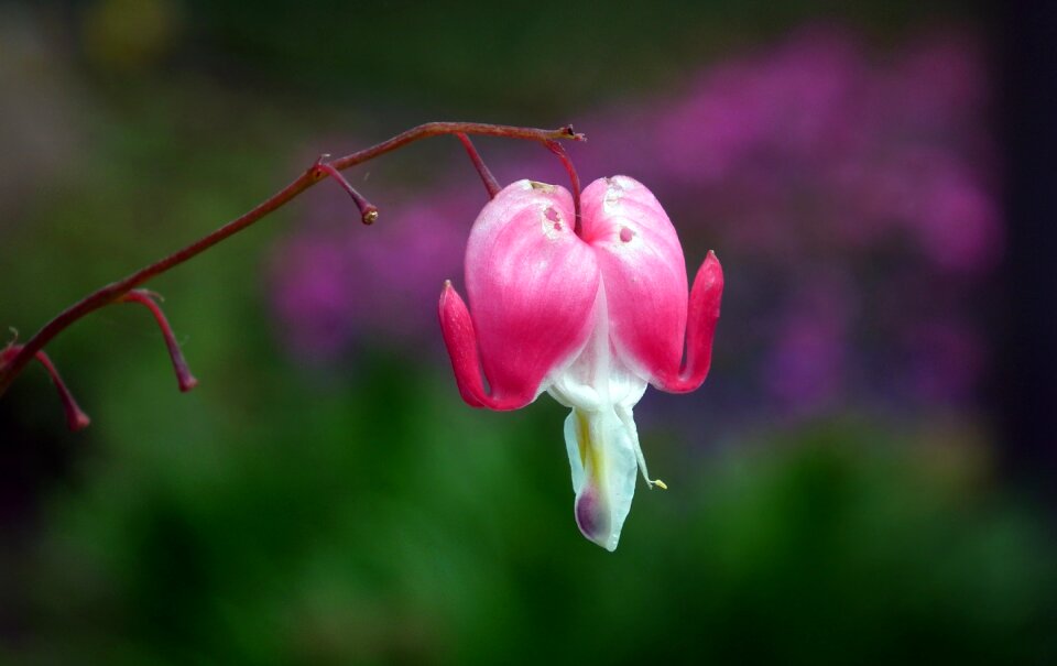Nature love spring