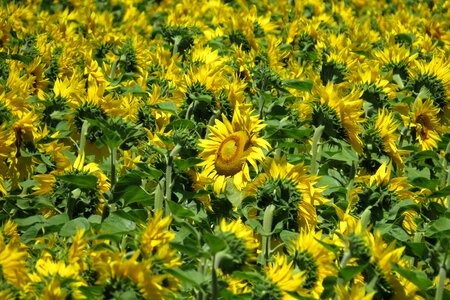 Flowers summer yellow