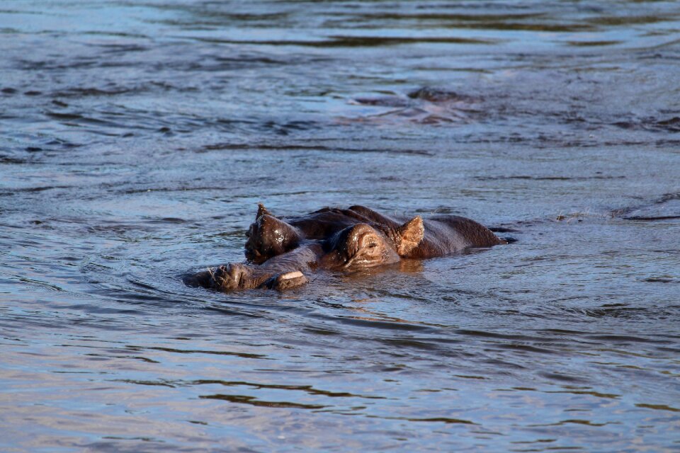 Hippo close up animal