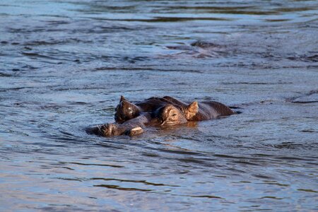 Hippo close up animal