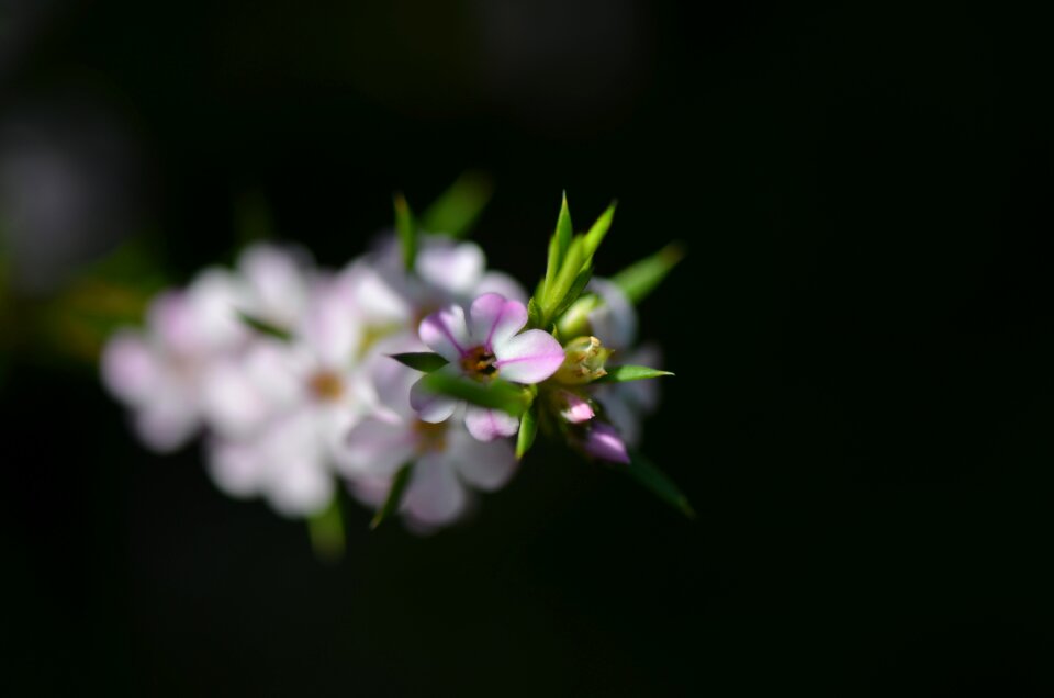 Floral nature blooming photo