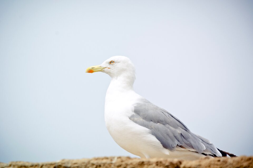 Animal nature laridae