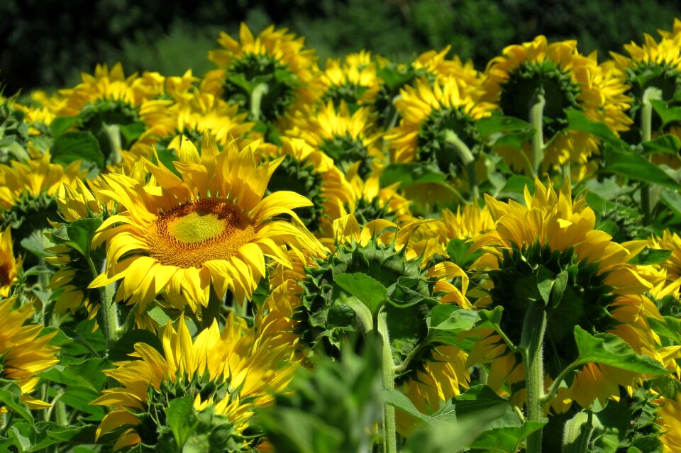 Bright sunny yellow