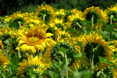 Bright sunny yellow photo