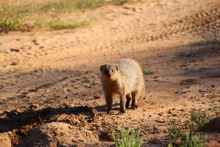 Waterberg mongoose close up