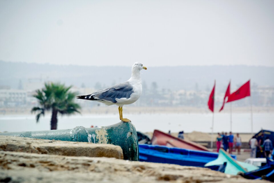 Animal nature laridae