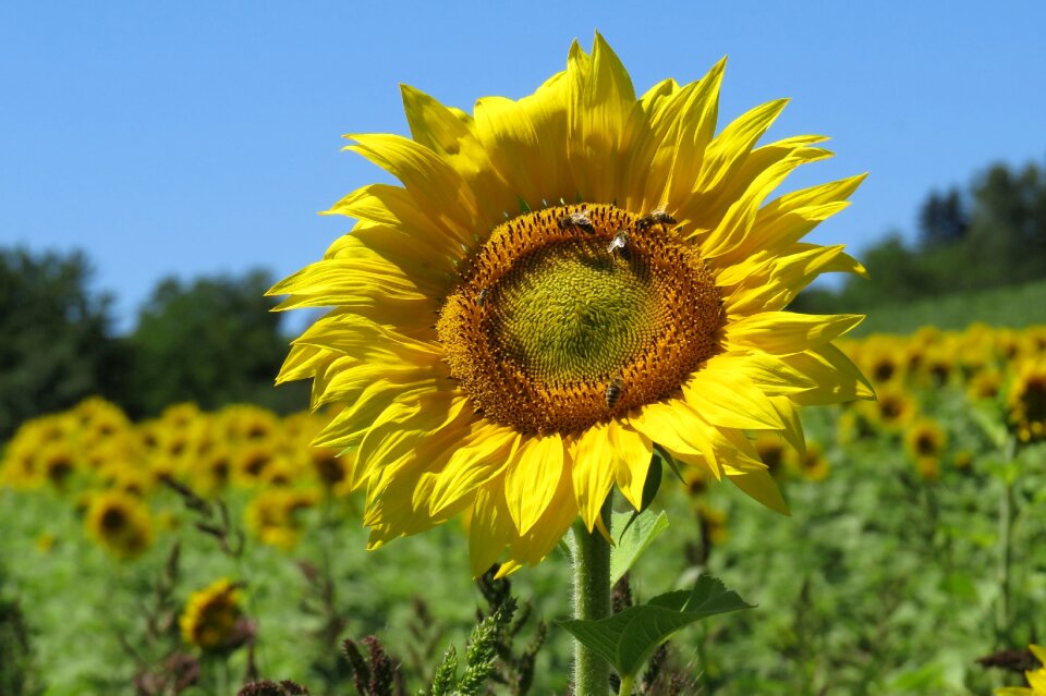 Flower yellow nature