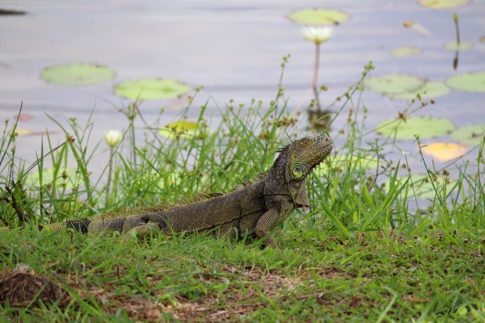 Lizard reptile river