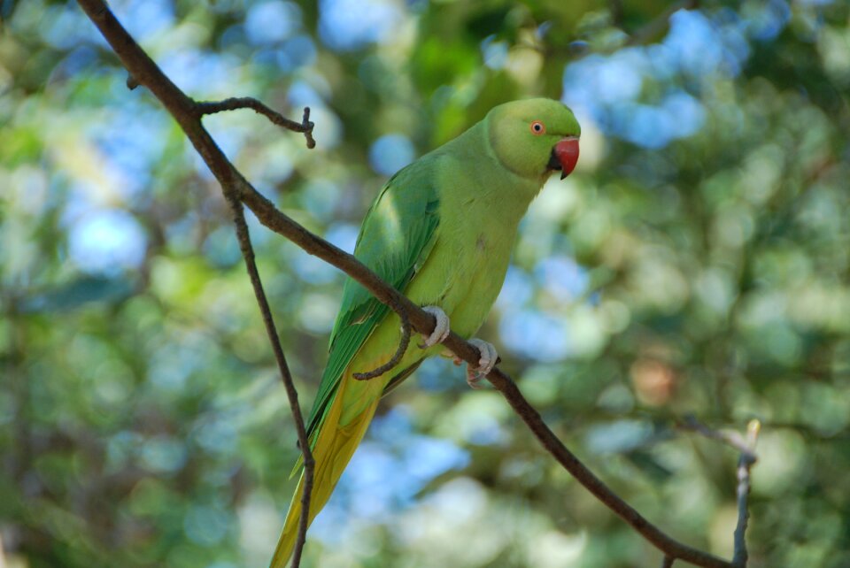 Budgie animal plumage
