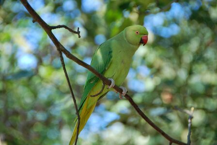 Budgie animal plumage