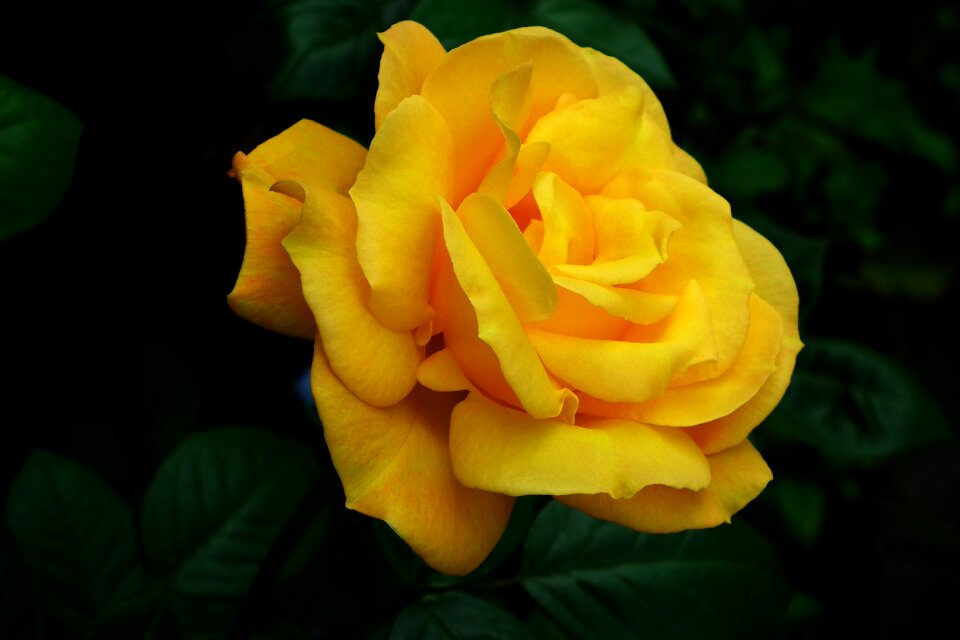 Rose petals garden macro