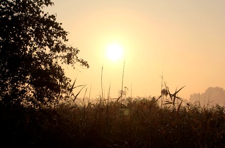 Autumn waterfront reed