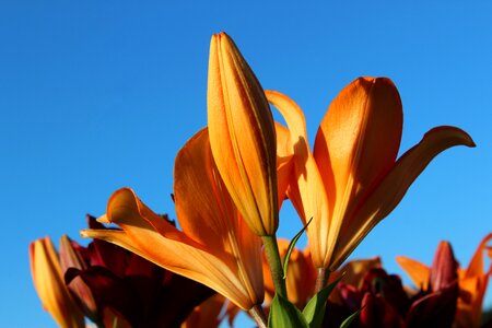 Sky flower nature
