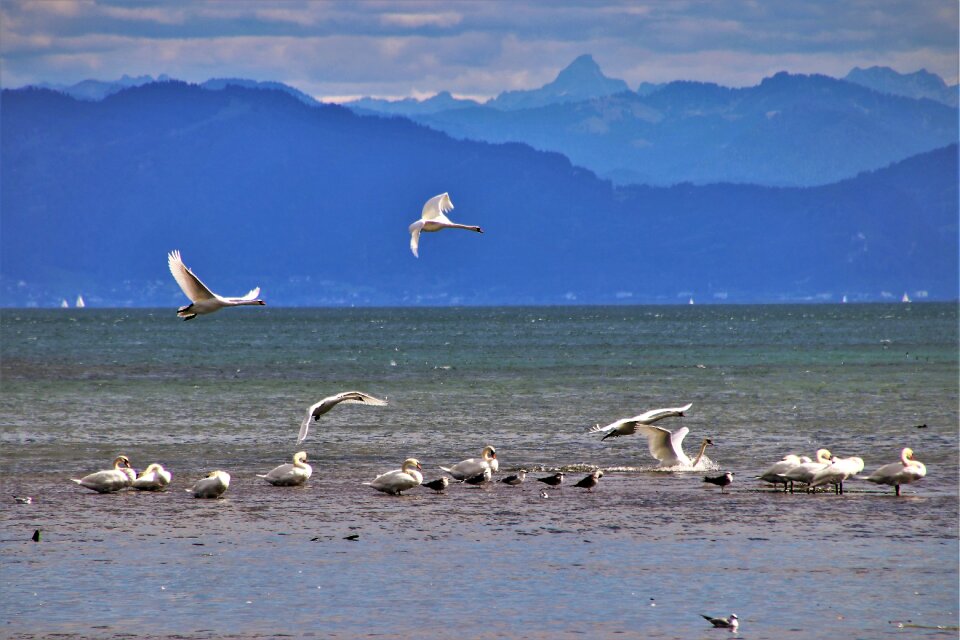 Peace of mind swans landing