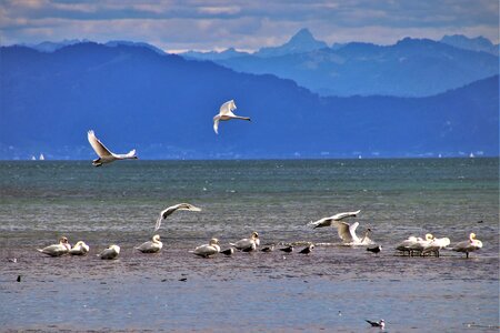 Peace of mind swans landing