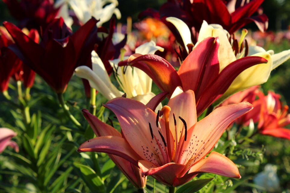 Blossom bloom garden