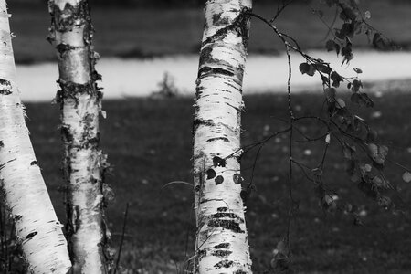Tree wood nature