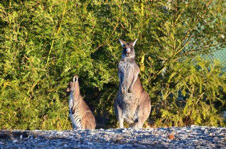 Australia wildlife nature