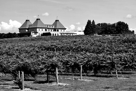 Wine vine agriculture photo