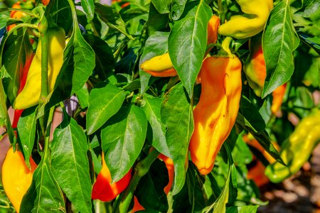 Yellow mild spices