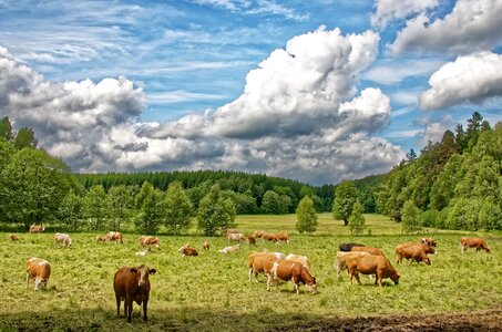 Agriculture cattle meadow photo