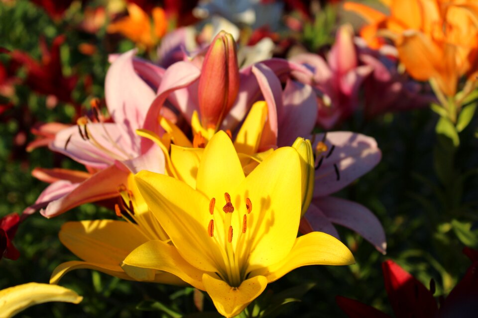 Orange floristry flowers