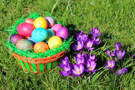 Nature hare egg