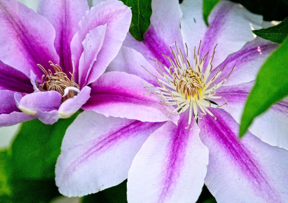 Blossom botanical leaf