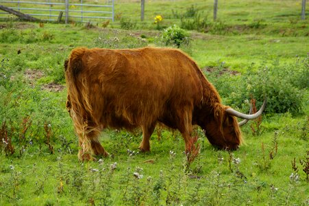 Scottish beef pasture photo