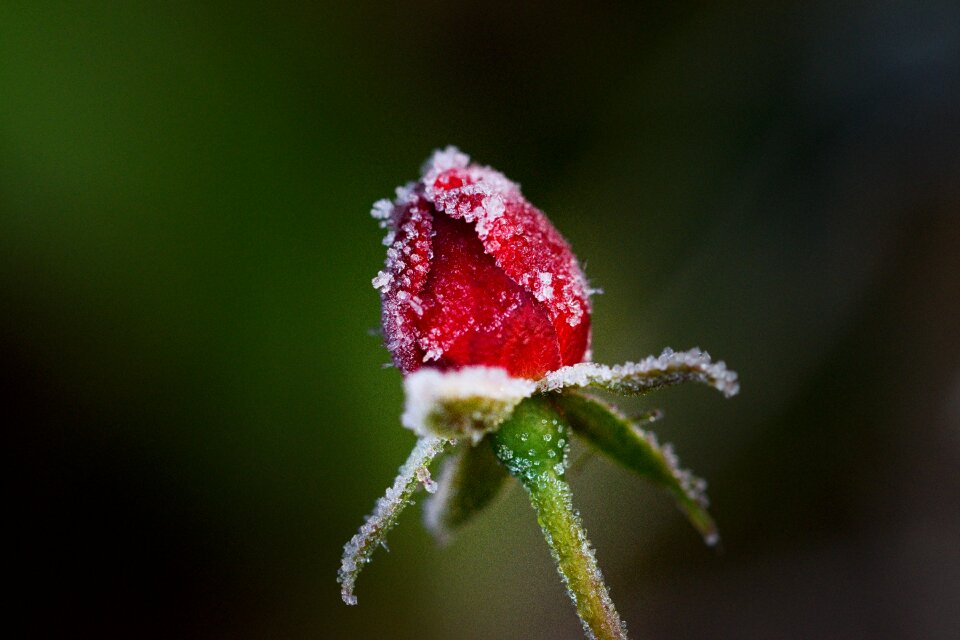 Winter frost icing