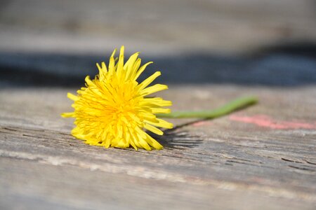Macro flower yellow flowers