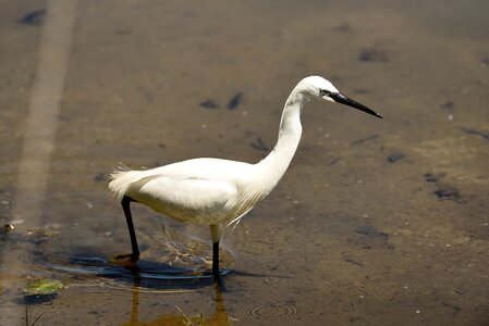 Little egret pond bird