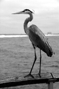 Nature animal egret photo