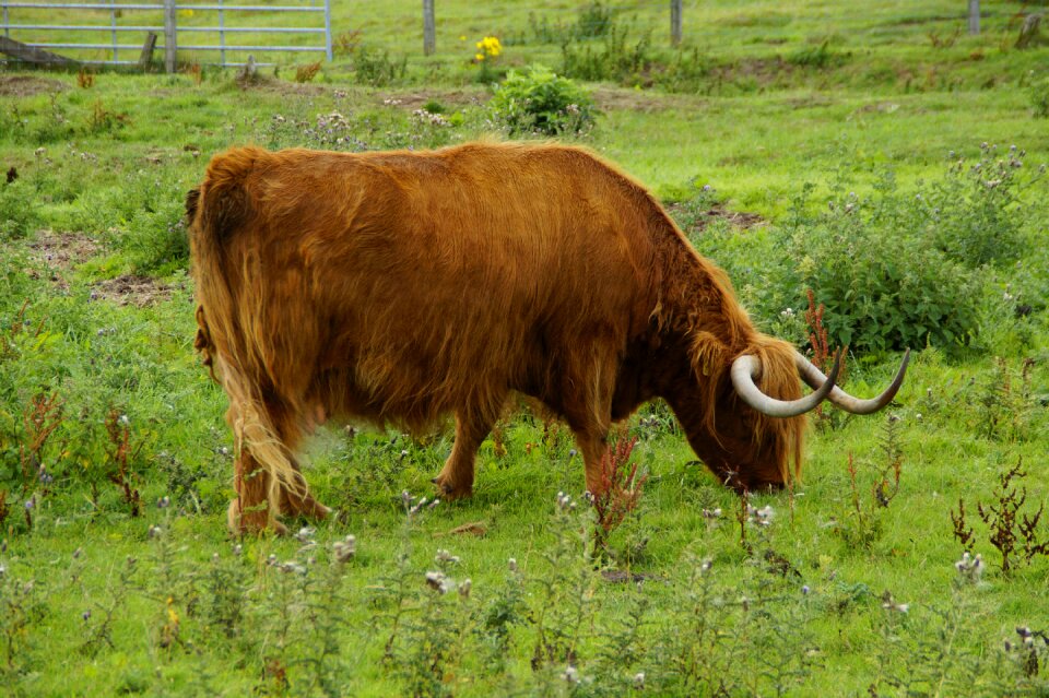 Scottish beef pasture