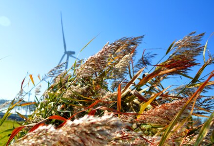 Landscape wind grass photo