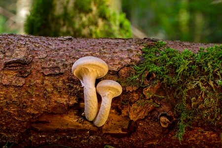 Tree fungus tribe mushrooms photo