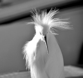 Nature animal egret
