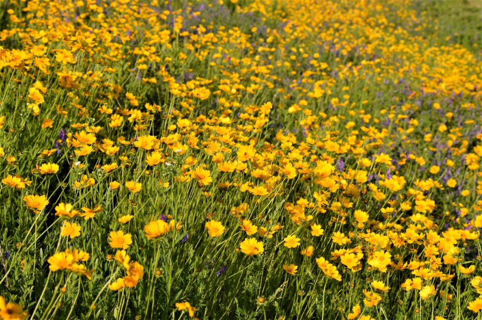 Nature landscape plants