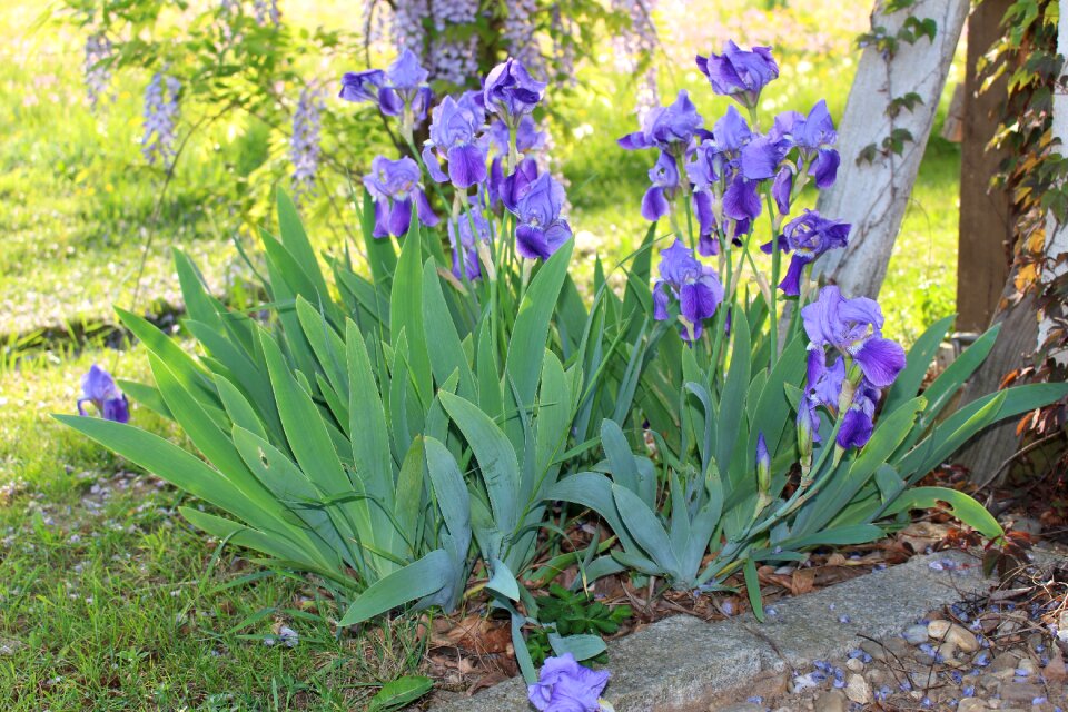 Leaf nature iris