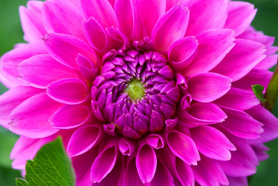 Flower garden ornamental flower blossom
