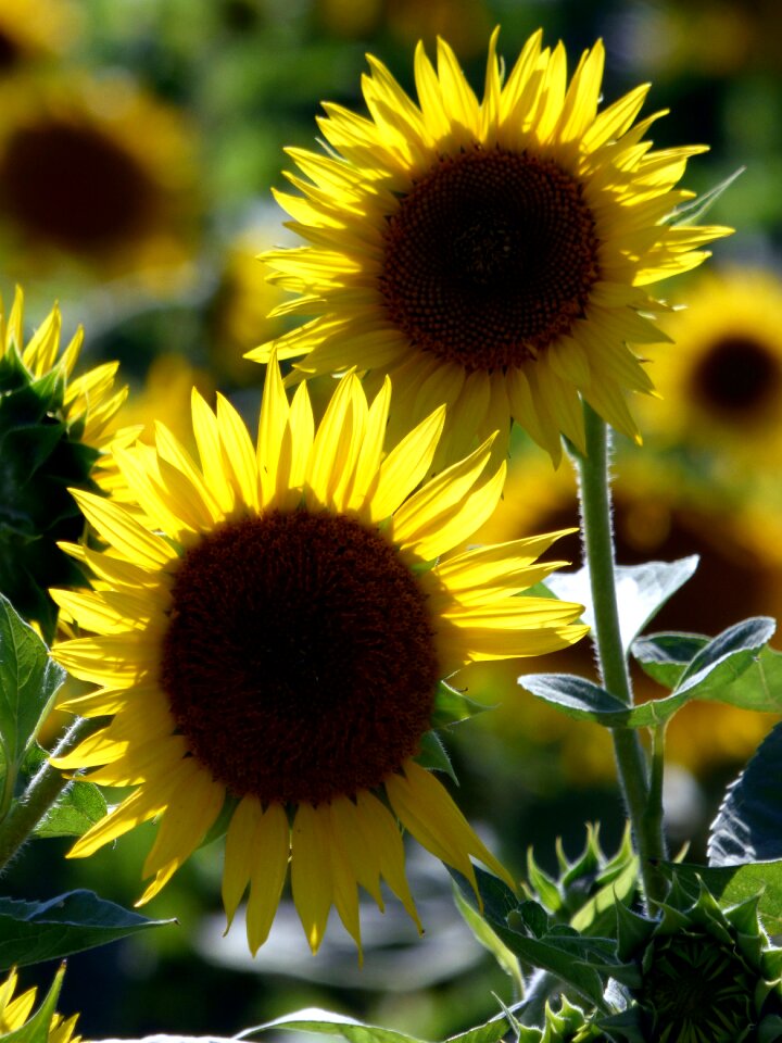 Flower nature yellow