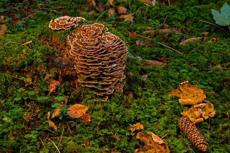 Tree fungus tribe mushrooms
