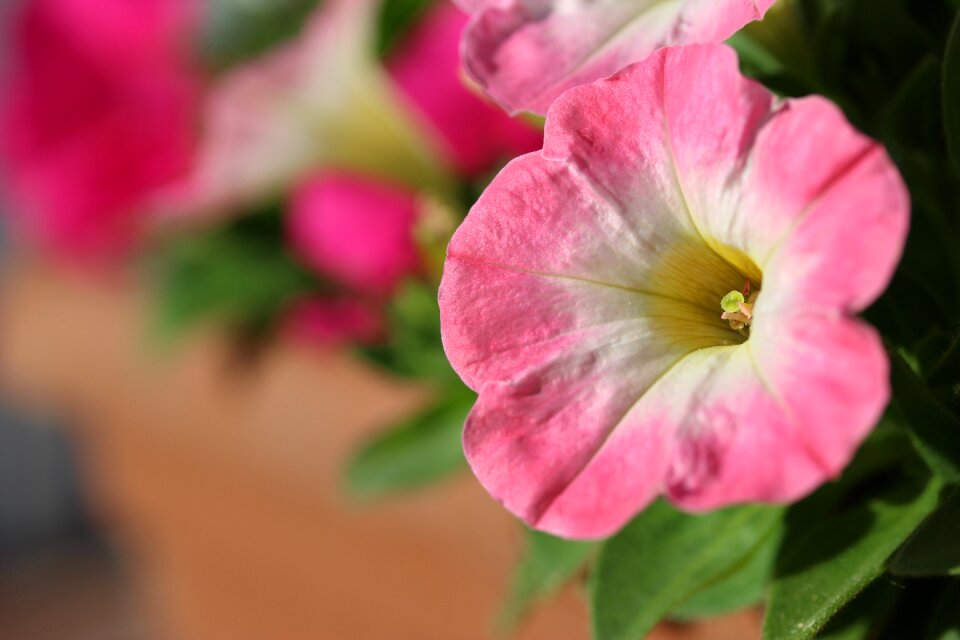 Flower nature plant