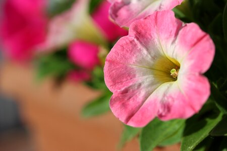 Flower nature plant